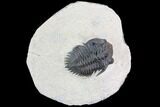 Detailed, Metacanthina Trilobite - Lghaft, Morocco #86383-3